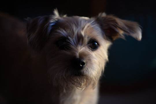 portrait of a dog