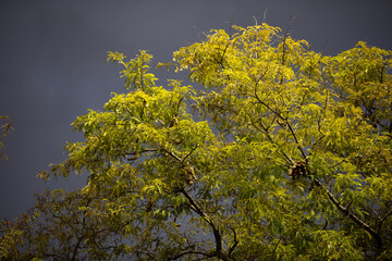 autumn leaves in sunset 