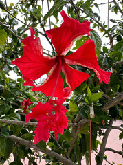 Red Hibiscus variety Pagoda, closeup (lat.- Hibiscus)