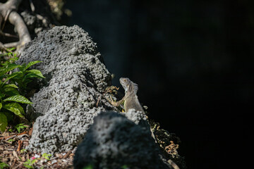reptile on rock 