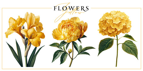 Yellow garden flowers isolated on a white background. Vintage painting style illustration.