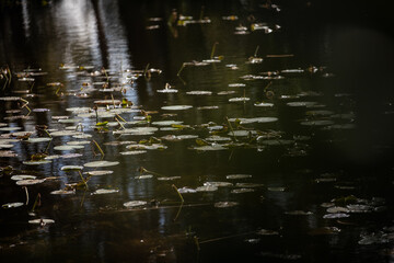 plants in the pond 