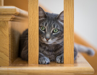 Gray tabby cat looking at camera between vertical posts