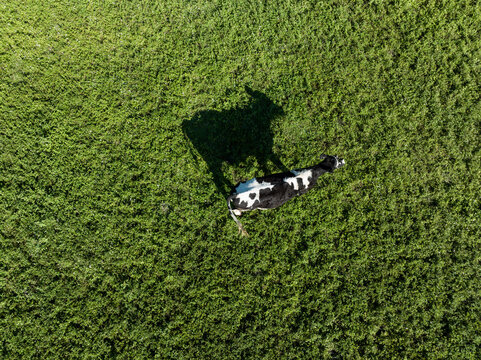 caw on grass