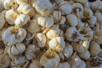 Spicy cooking ingredient picture. Pile of white garlic heads.