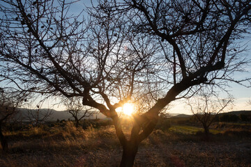 tree and sunset