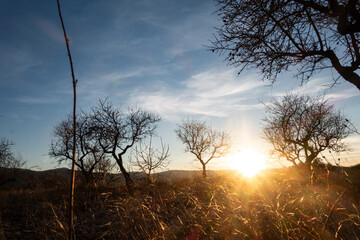 sunset and almond forest