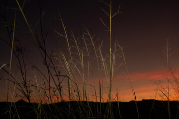 sunset in the grass