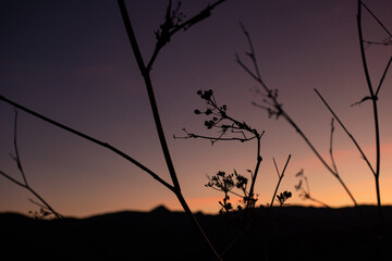 silhouette of a tree