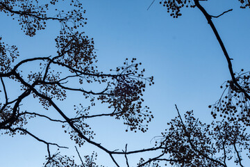 branches of a tree against the sky