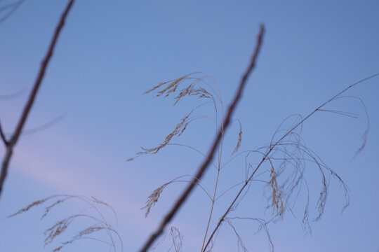 grass in sunset