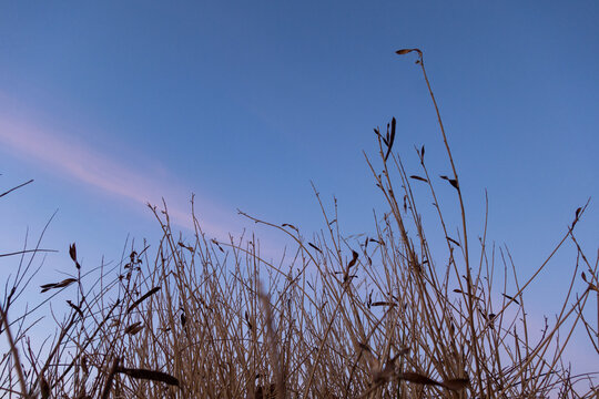 grass and sunset