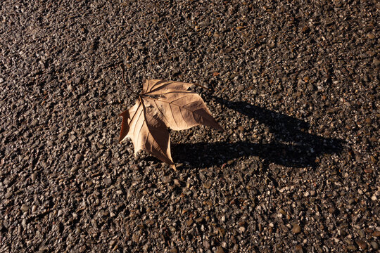dead leave 