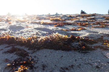 seaweed and sand 