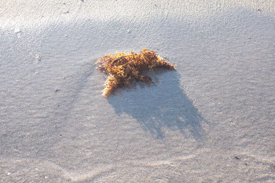 seagrass on water