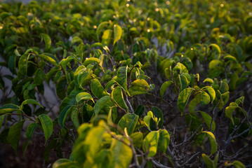 green plant 