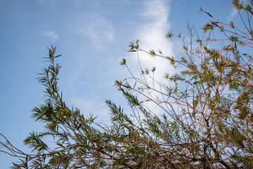branches against blue sky