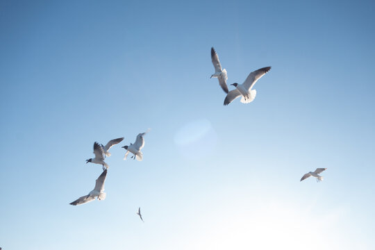 seagulls in flight