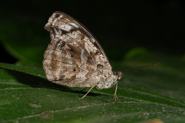 Mexican Bluewing Butterfly