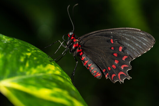 Pink-Spotted Cattleheart Butterfly on a leaf