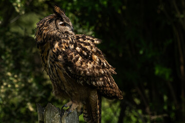 Eurasian Eagle Owl