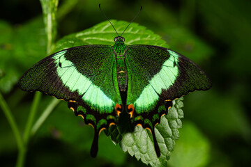 Emerald Swallowtail