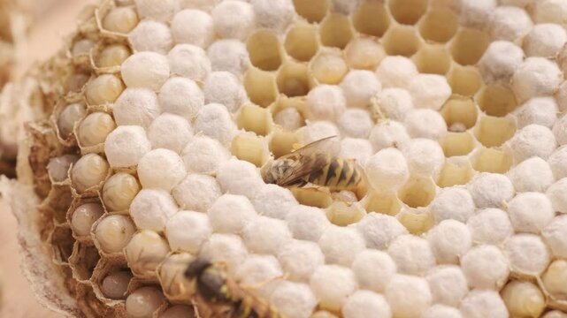 wasp honeycombs Close-up, Natural bees nest, insect habitat with larvae, wasp eggs, colony Vespula vulgaris dangerous insects, potential hazard
