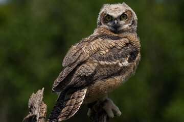 Great Horned Owl Juvenile