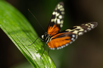 Fototapeta premium Tiger Longwing Butterfly