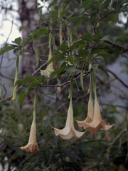 amethyst or Devil's trumpet. a flower that contains poison.