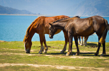 Fototapeta premium Caballos en día soleado 