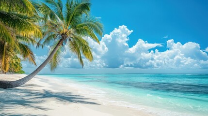 Tropical beach with palm trees and turquoise ocean under blue skies.