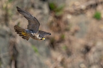 断崖絶壁をバックに悠然と飛ぶハヤブサ幼鳥
