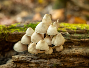 mushrooms on the tree