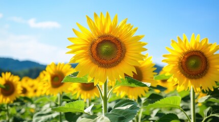 Bright sunflowers bloom under a clear blue sky in a vibrant field.