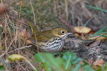 The ovenbird (Seiurus aurocapilla) is a small songbird of the New World warbler family