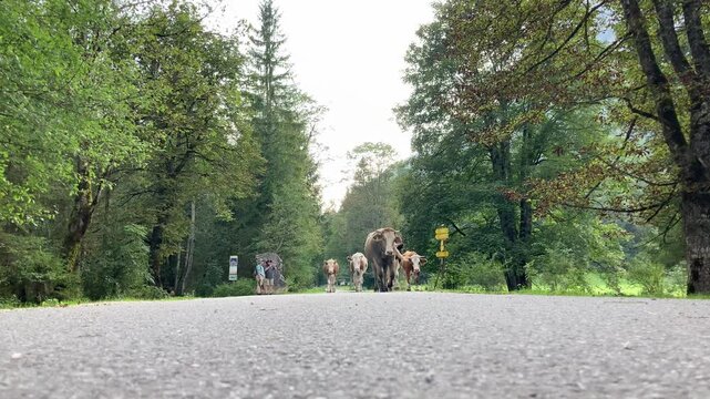 K&auml;lber auf dem Weg von der Alm in den Stall im Klausbachtal, Nationalpark Berchtesgaden, Bayern, Deutschland