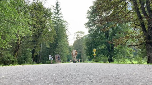 K&auml;lber auf dem Weg von der Alm in den Stall im Klausbachtal, Nationalpark Berchtesgaden, Bayern, Deutschland