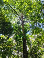 trees in the forest