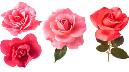 Beautiful Collection of Pink and Red Roses on a White Background Generative AI