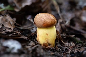 Closeup of a young butter bolete mushroom (Butyriboletus appendiculatus) in a beech forest