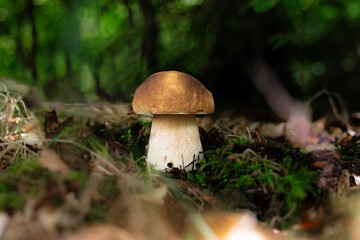 Close-up of a porcini mushroom (boletus edulis) in autumn