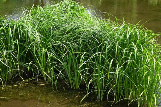 Carex dispalata in the Wetland Park. Cyperaceae perennial aquatic plant. In Japan, it was used to make sedge hats.