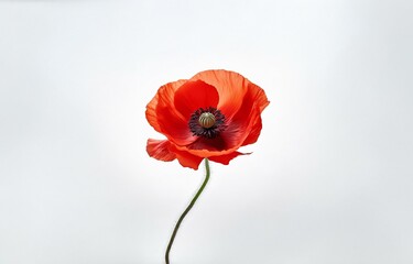 Single red poppy flower against a white background.