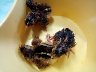 junglefowl or jungle  cock chickens newly hatched  or  gallus sp close up in a container
. photo...