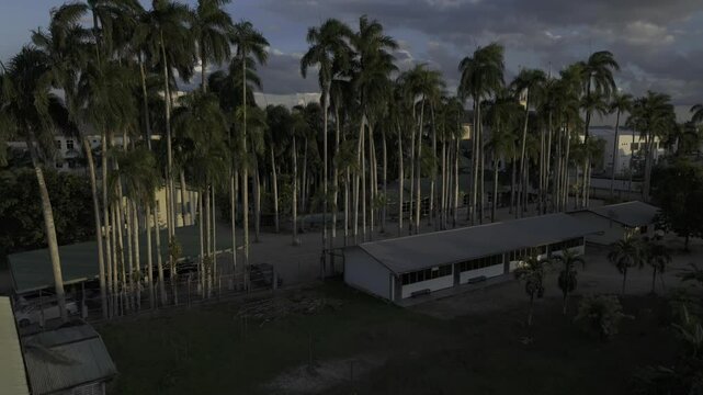 Drone rises up behind palm trees to reveal city skyline and the Suriname River in Paramaribo, Suriname
