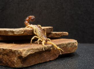 scorpion on a rock close-up isolated