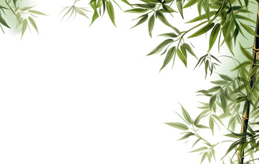 Bamboo leaves on white background with green natural elements