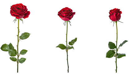 Collection of Red Rose Flowers Displayed on a White Background Generative AI
