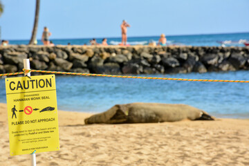 An endangered Hawaiian monk seal resting on a beach in the Waikiki area of Honolulu on Oahu, Hawaii